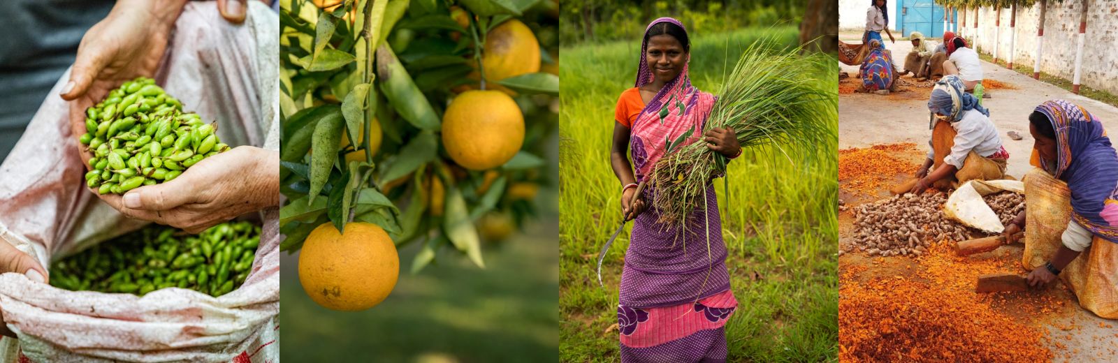 Proceso de extracción dōTERRA